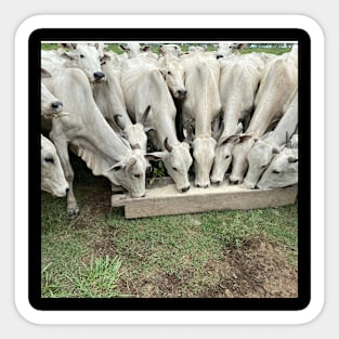 Cows Eating real photo Sticker